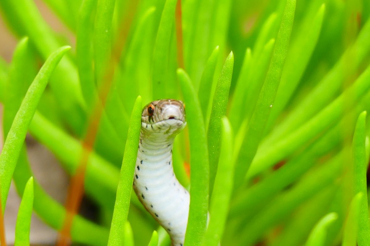 Closeup of small snake hiding in tall thick grass looking around while hunting