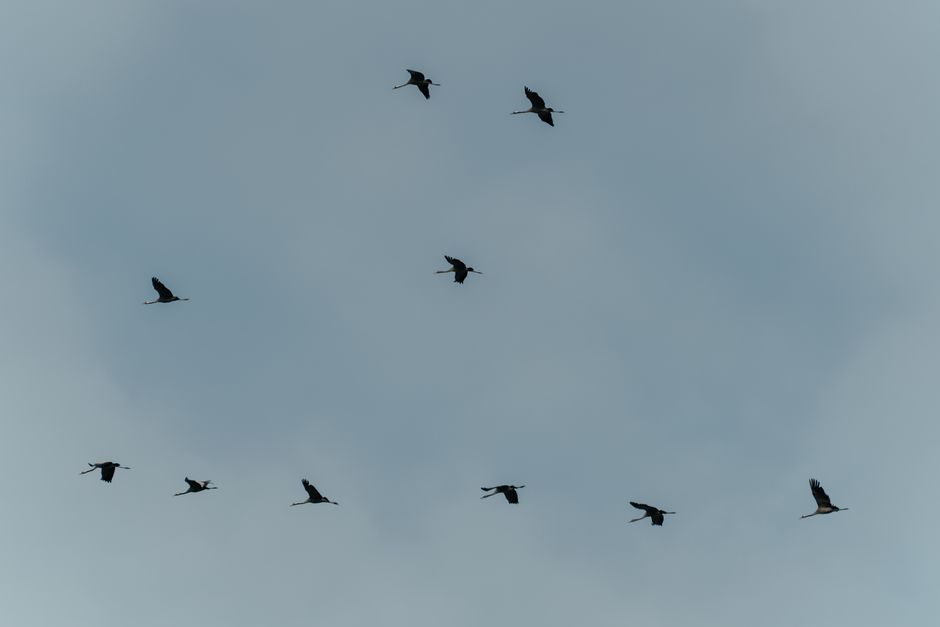 A view of several birds flying in formation under a cloudy sky, showcasing migration in nature.